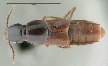 Media type: image;   Entomology 24109 Aspect: habitus dorsal view